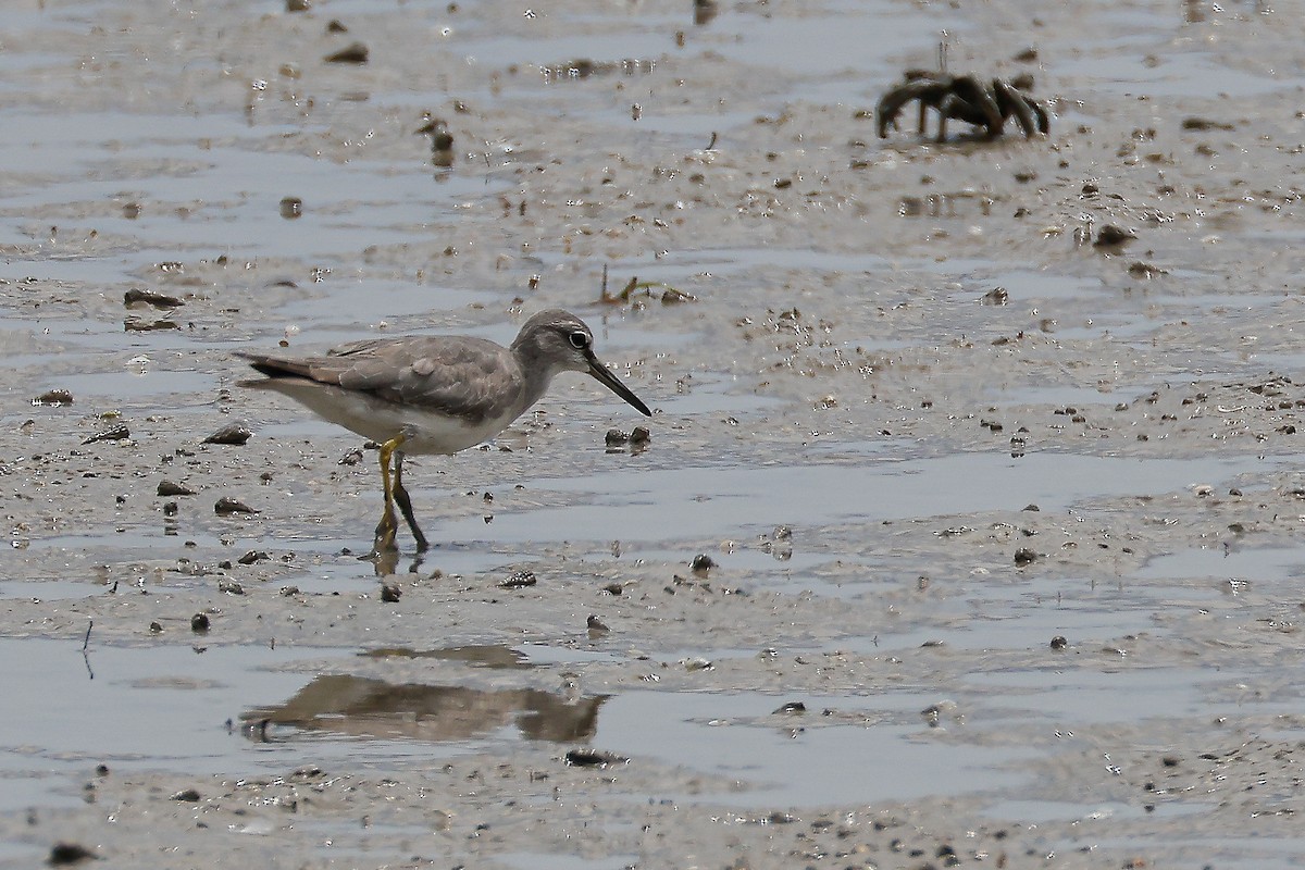 Gray-tailed Tattler - ML647776747