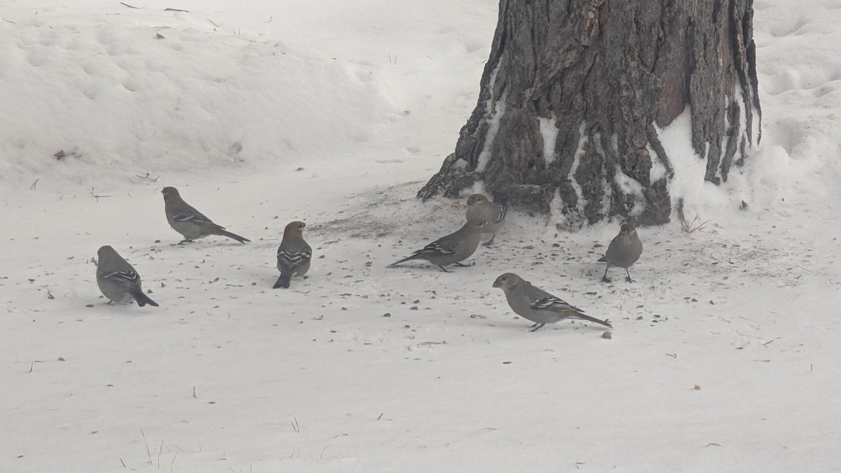 Pinu-gailupa - ML647776765