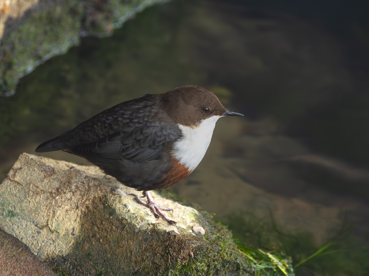 skorec vodní - ML647776834