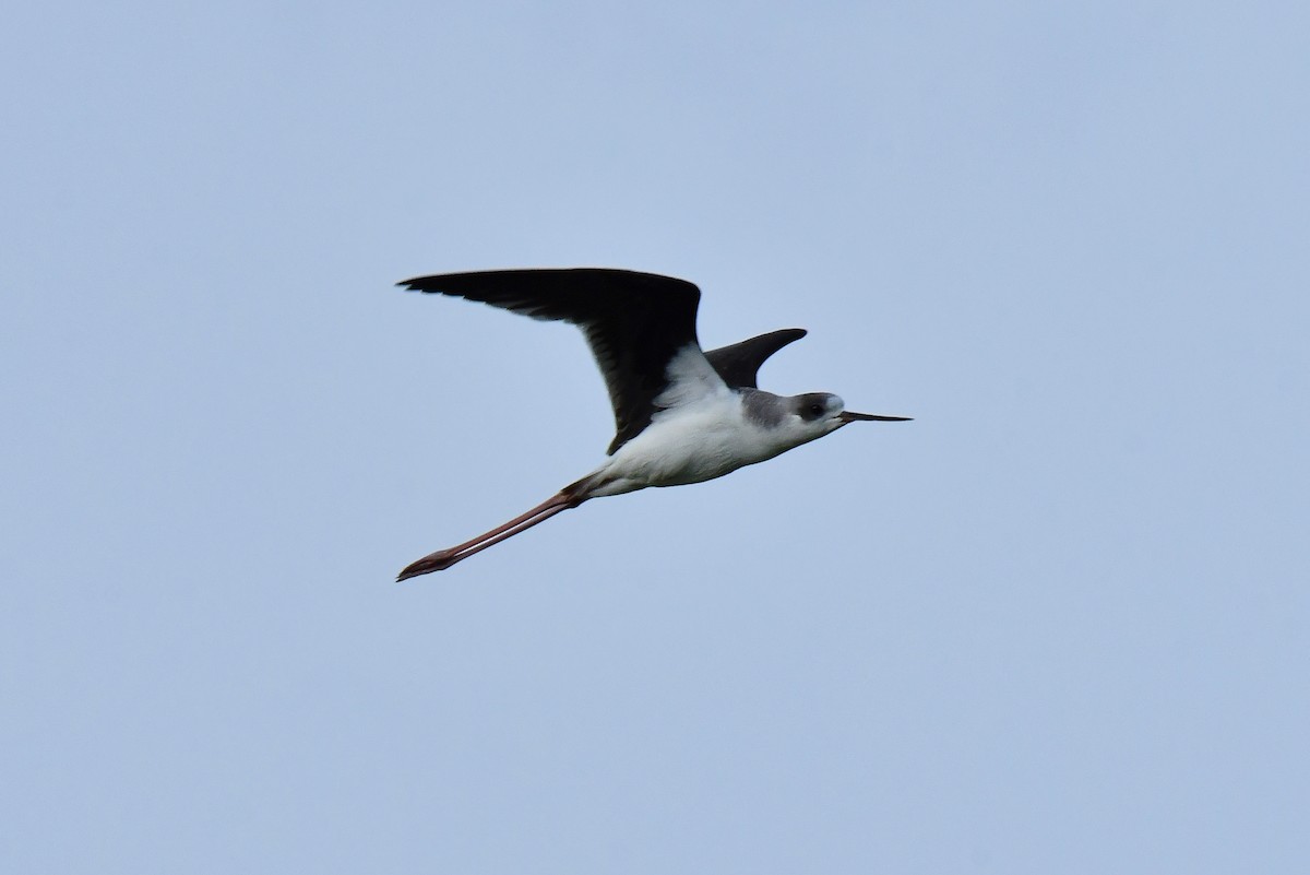 Black-winged Stilt - ML647776912
