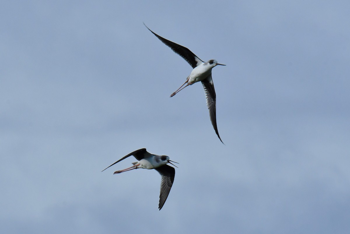 Black-winged Stilt - ML647776913