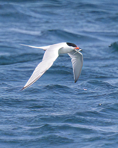 Sterna di Dougall - ML647776949