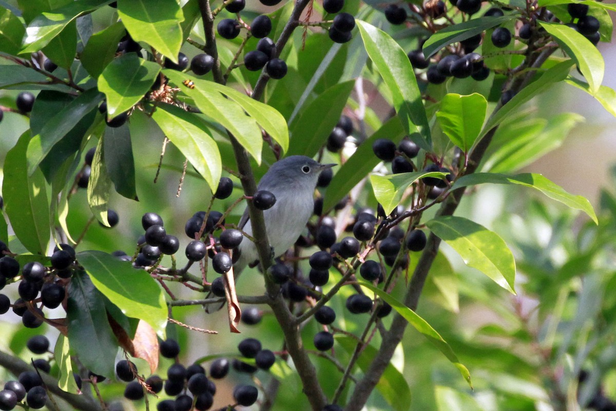 Blue-gray Gnatcatcher - ML647776953
