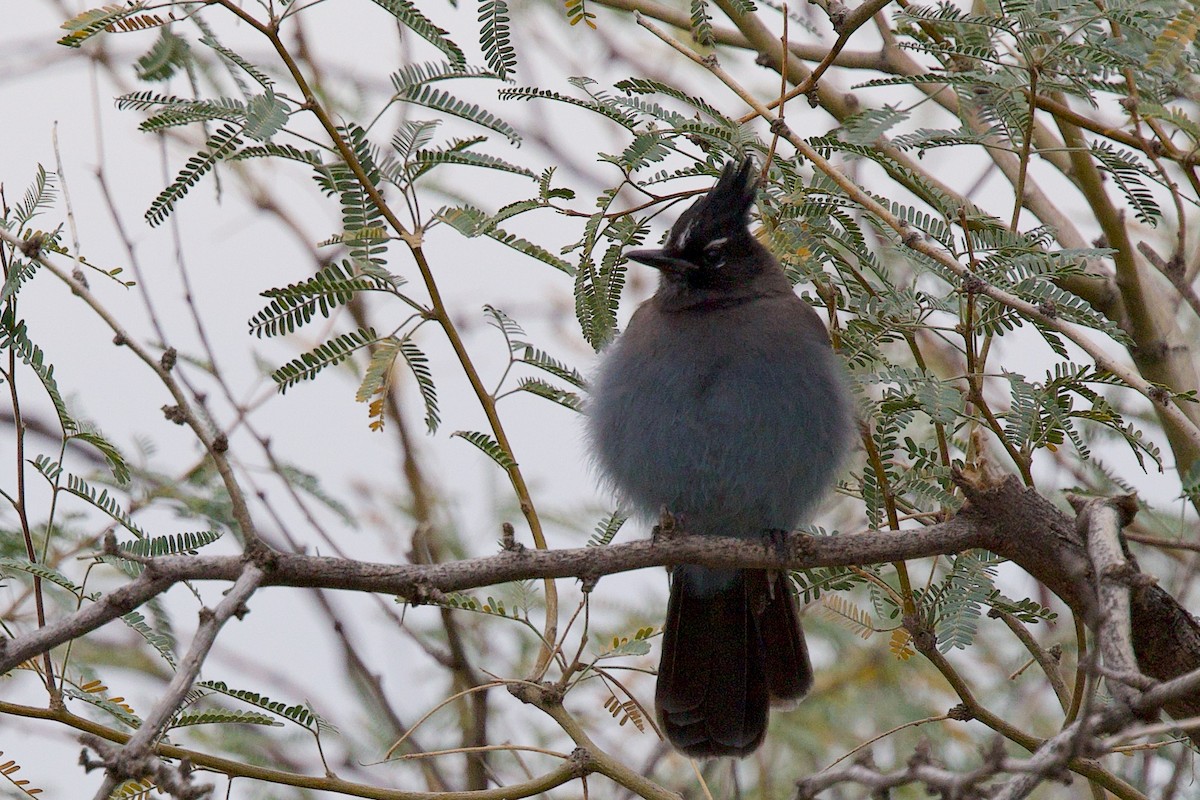 Steller's Jay - ML647777005