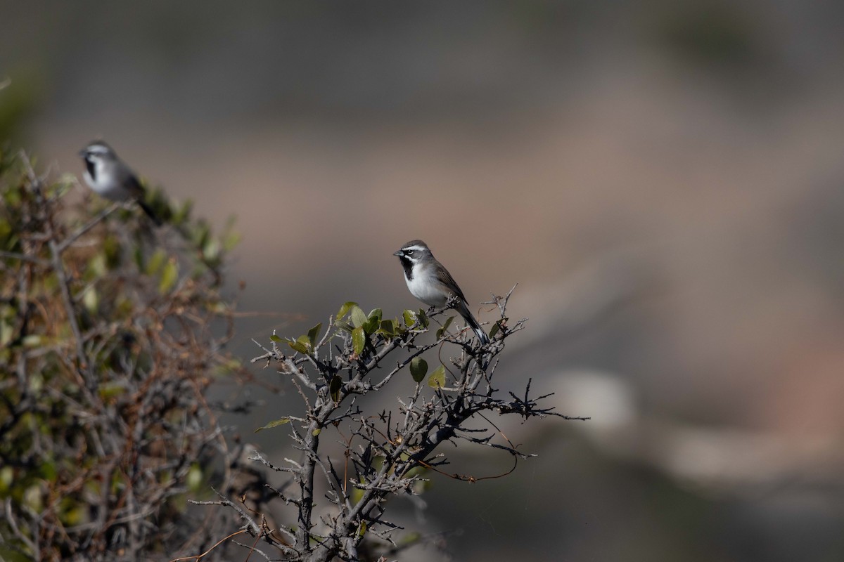 ノドグロヒメドリ - ML647777009