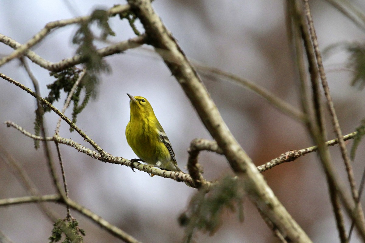 Pine Warbler - ML647777036