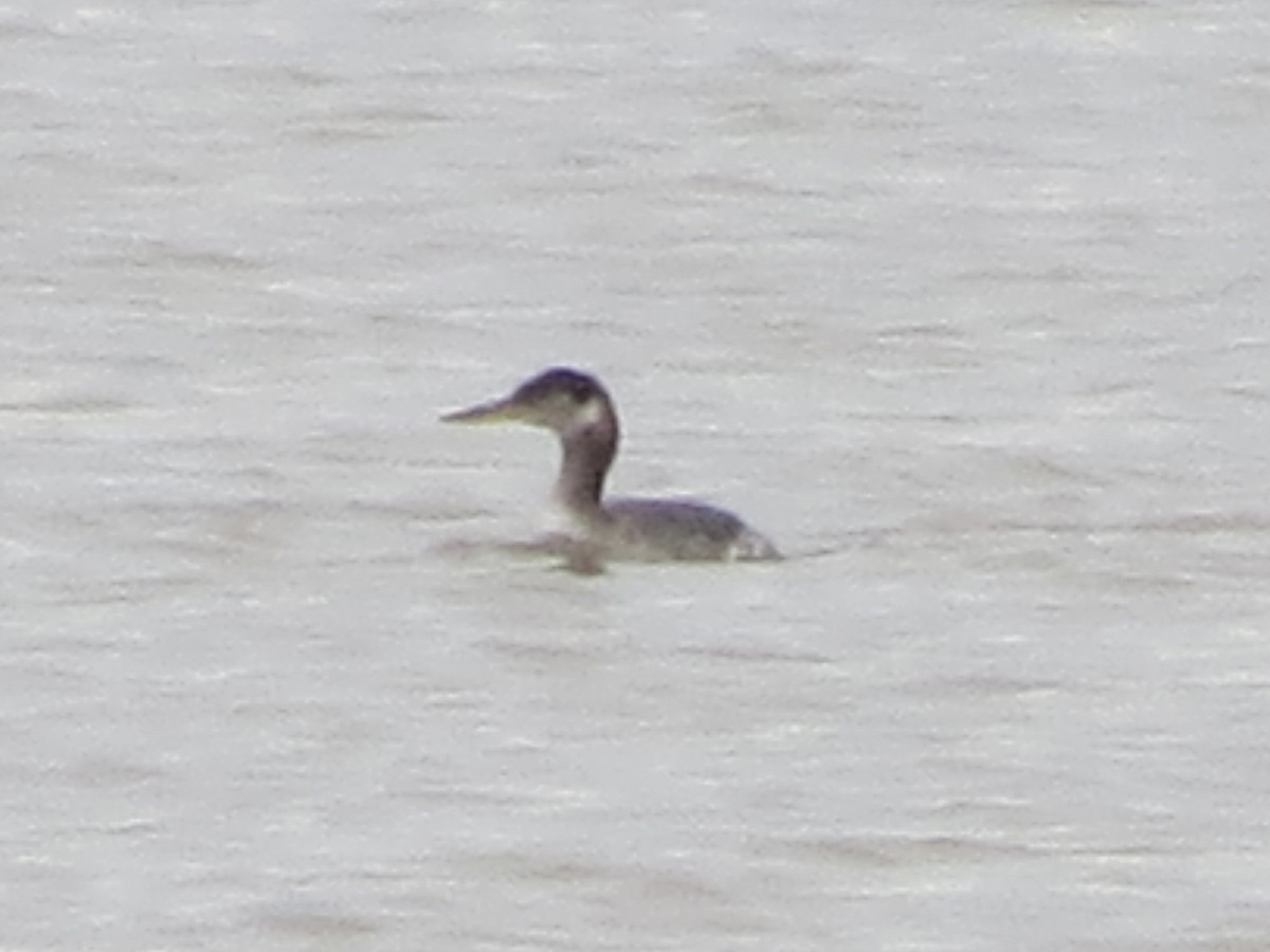 Red-necked Grebe - ML647777043