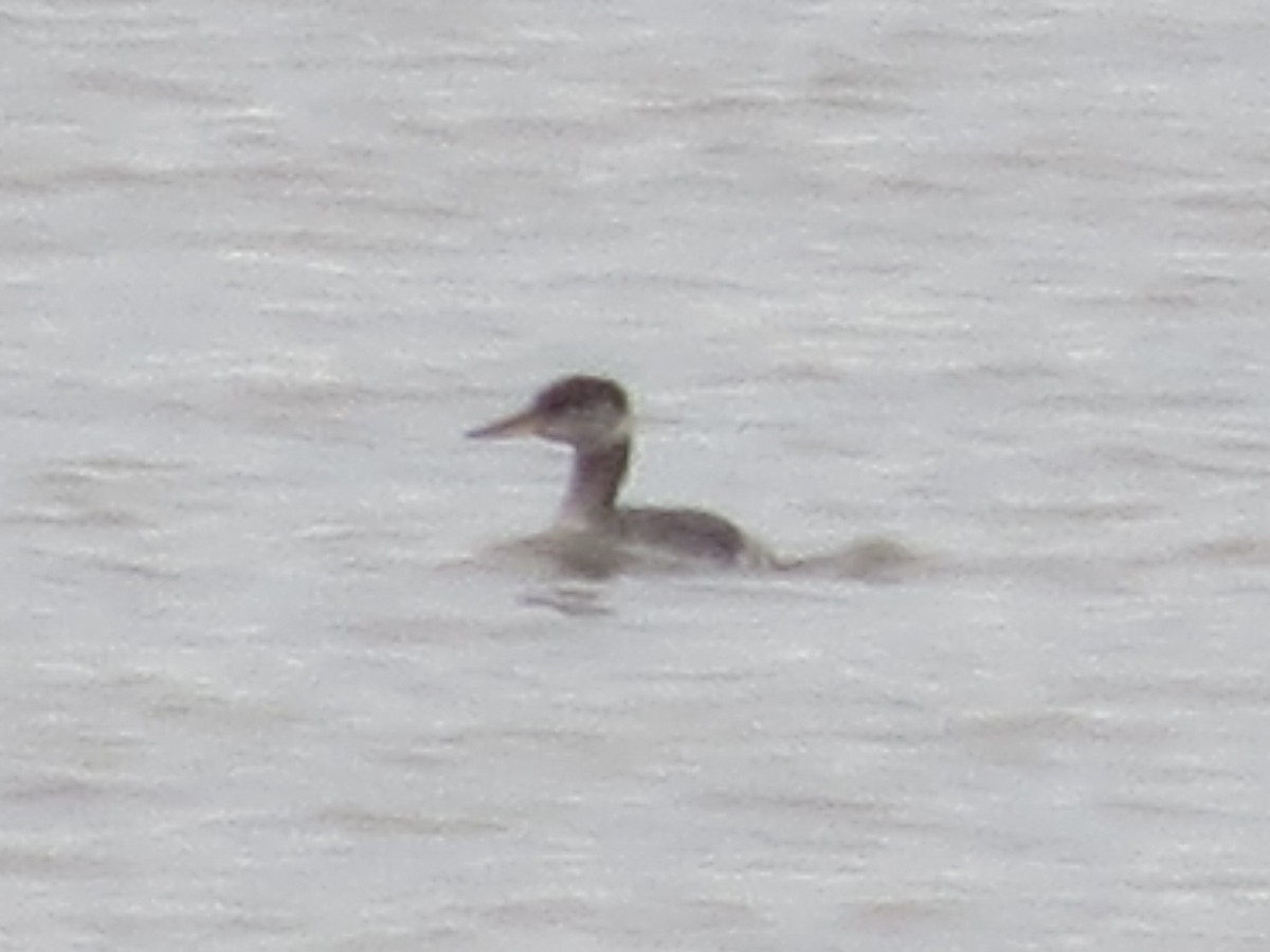 Red-necked Grebe - ML647777044