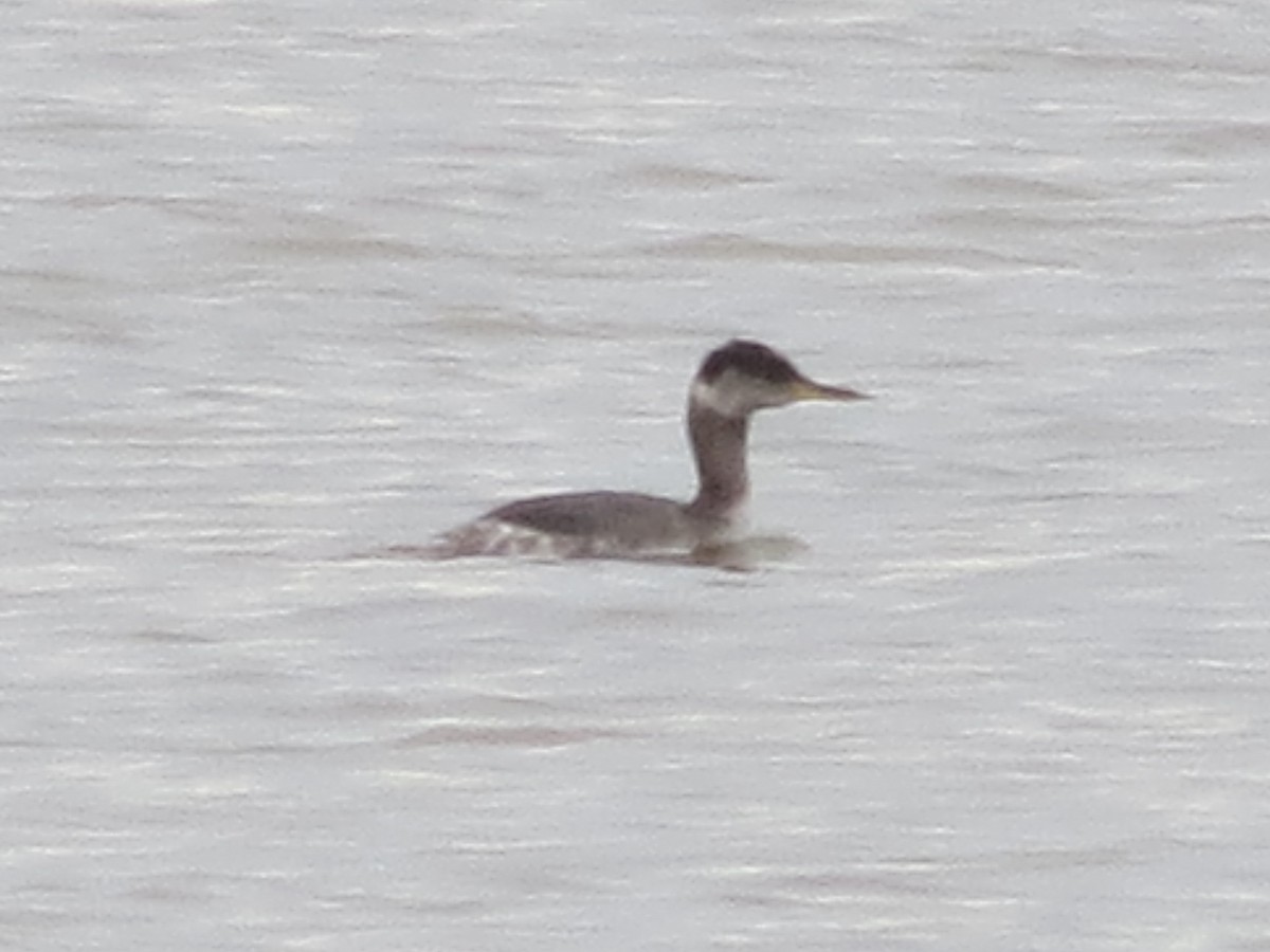 Red-necked Grebe - ML647777045