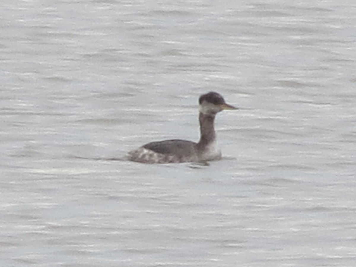 Red-necked Grebe - ML647777046