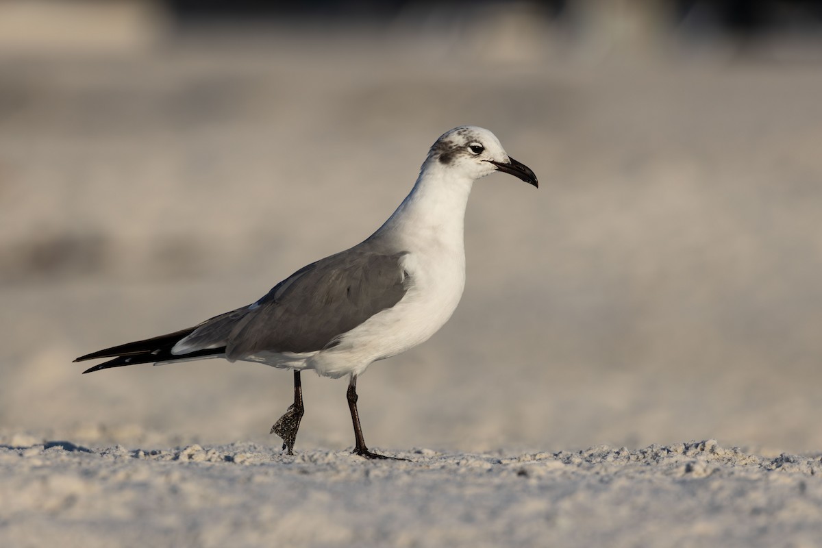 ワライカモメ - ML647777090