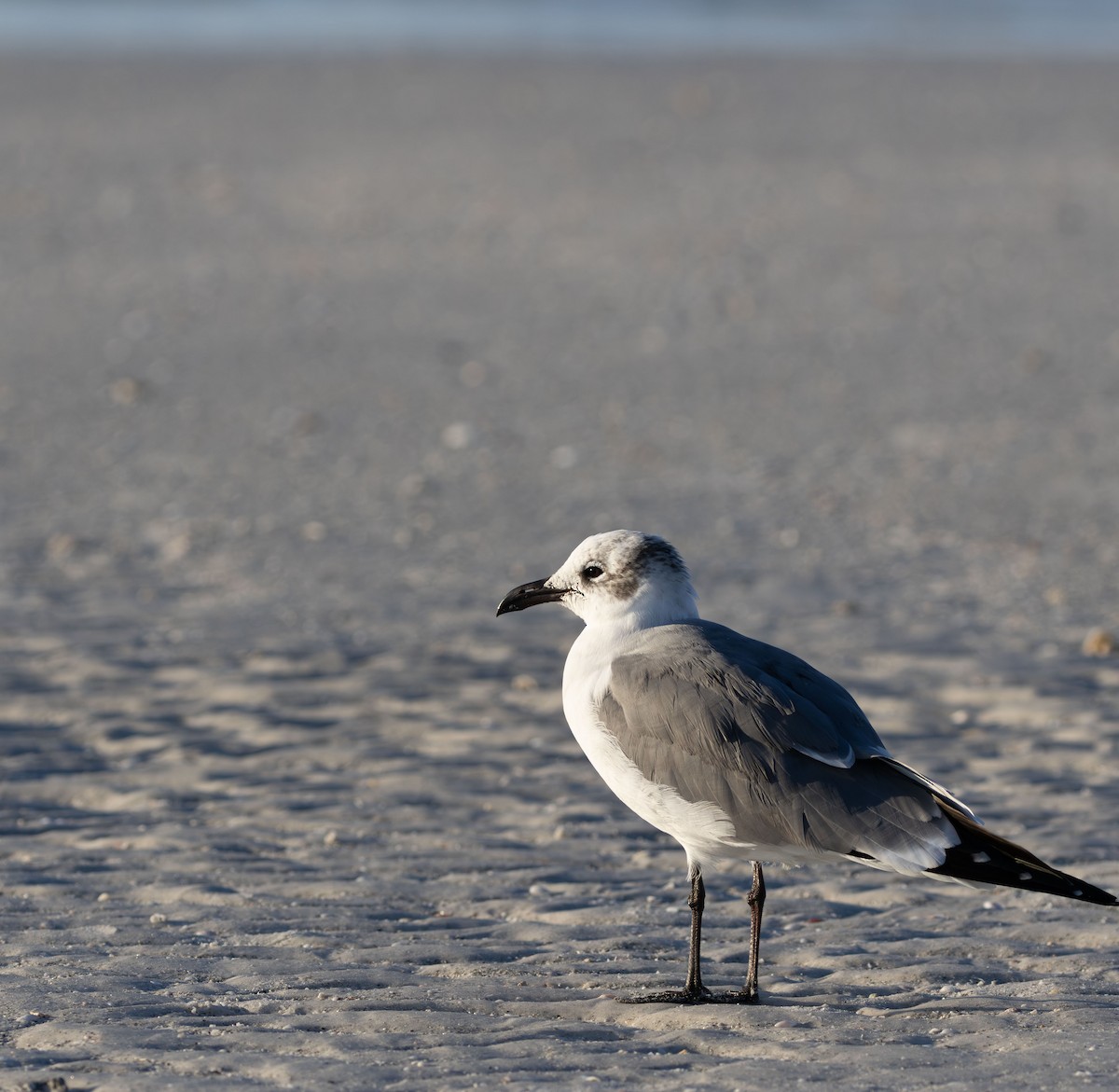 ワライカモメ - ML647777091