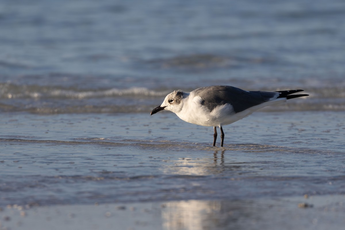 ワライカモメ - ML647777092