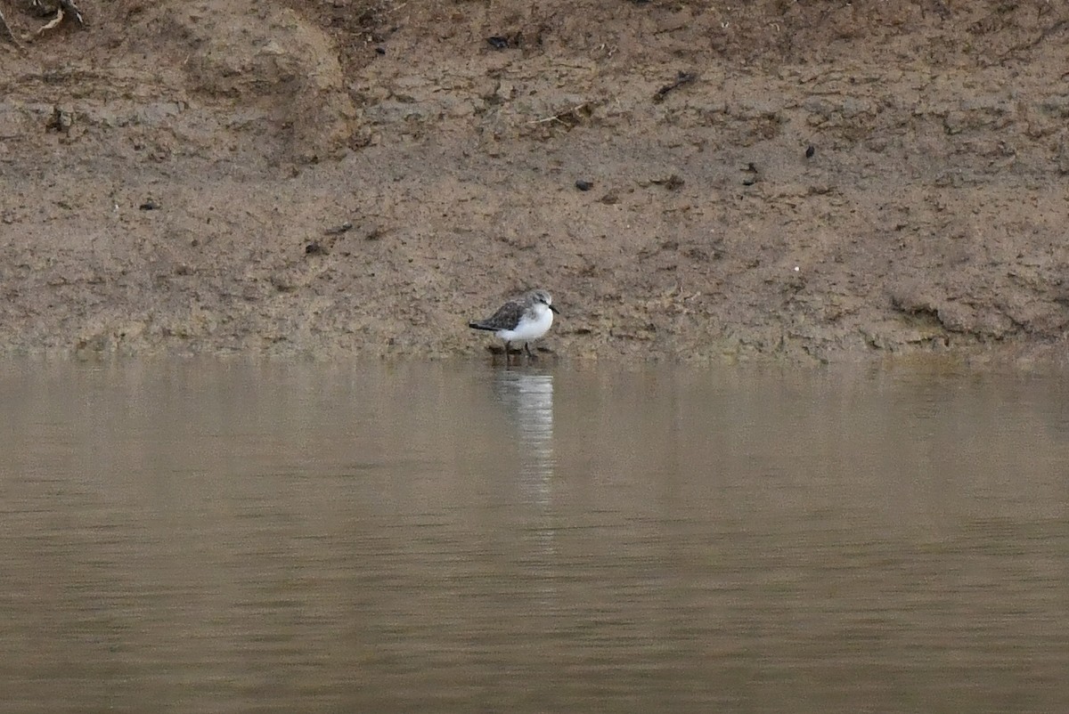 Little Stint - ML647777107