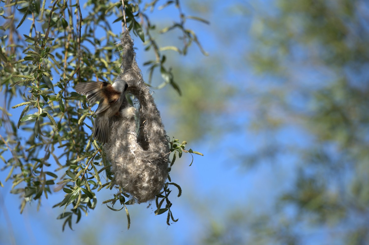 Eurasian Penduline-Tit - ML647777112