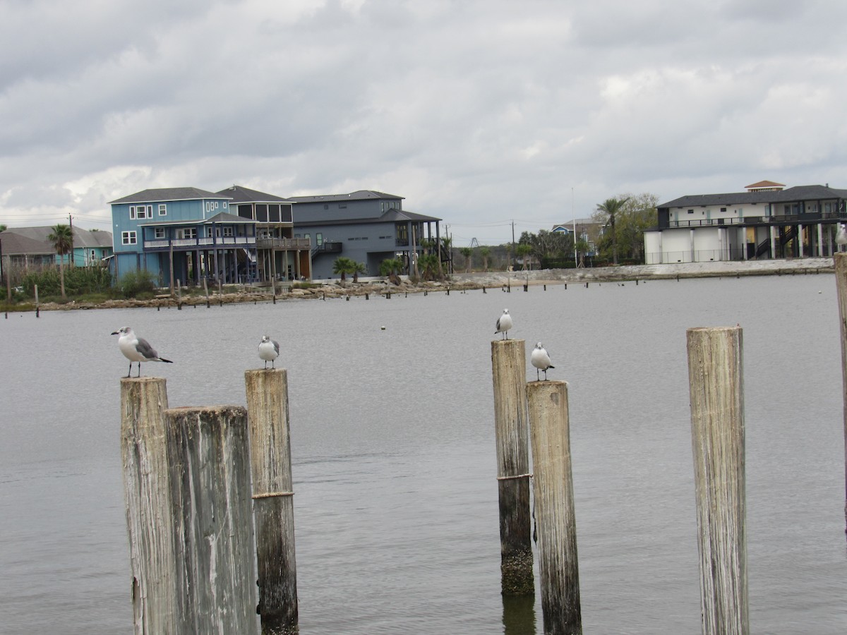 ワライカモメ - ML647777128