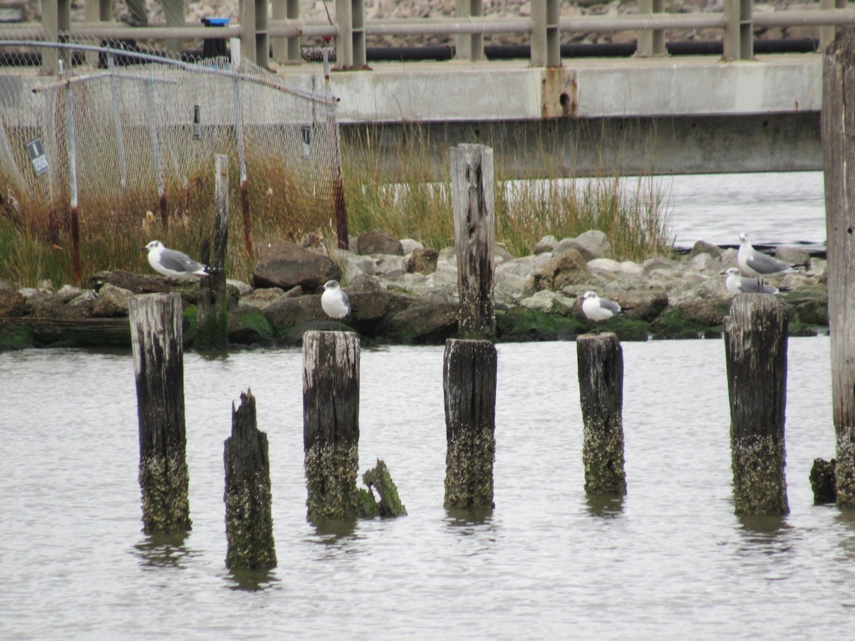 ワライカモメ - ML647777129