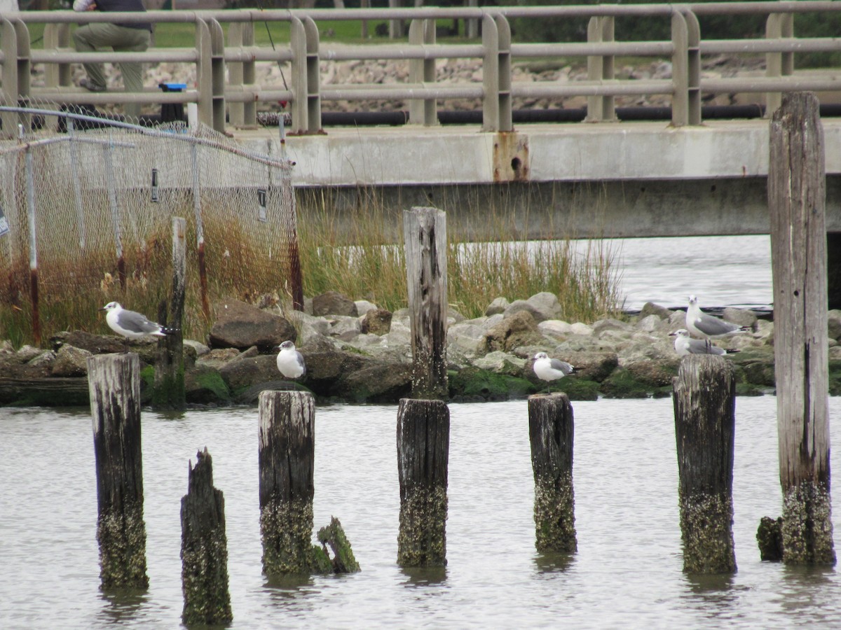 ワライカモメ - ML647777130