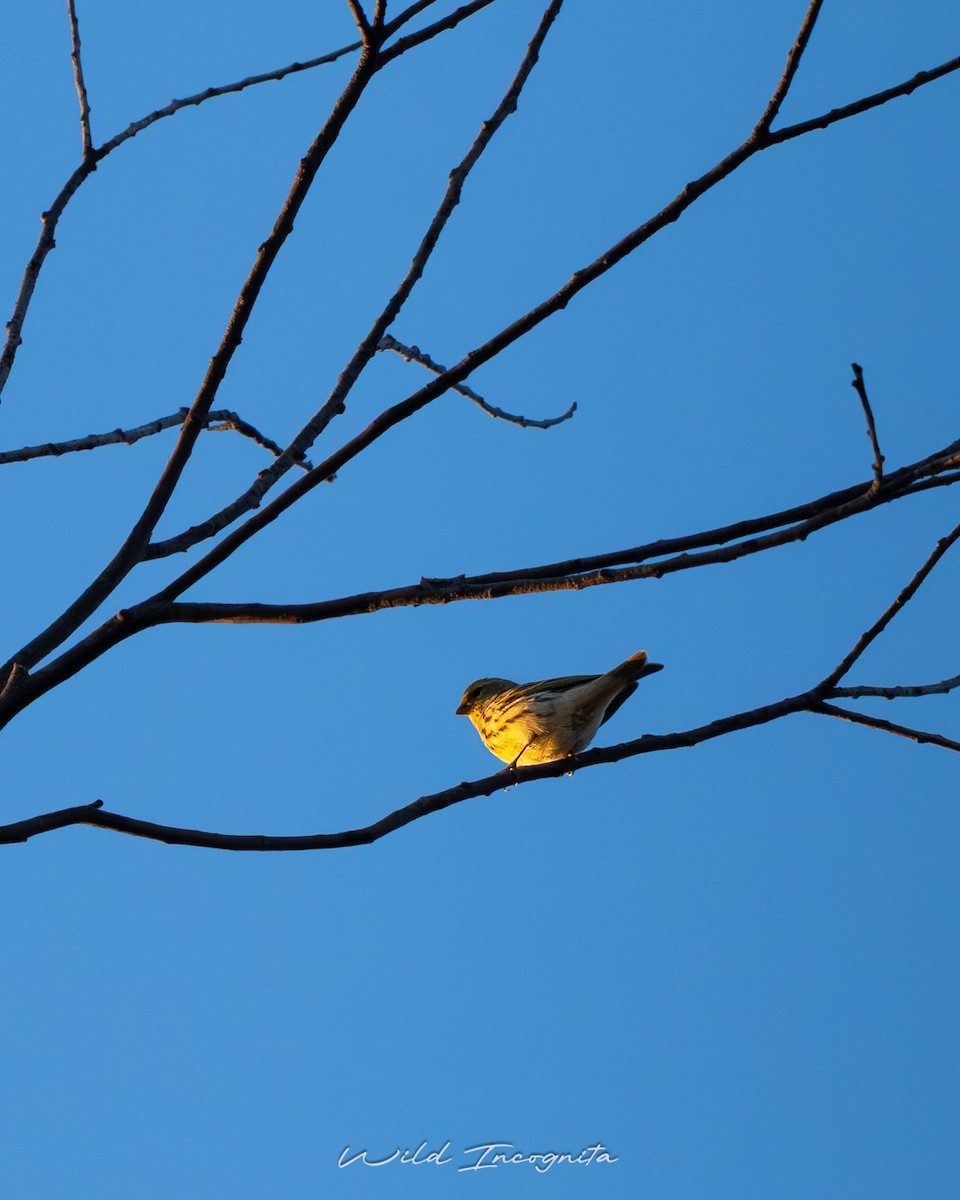 European Serin - ML647777142