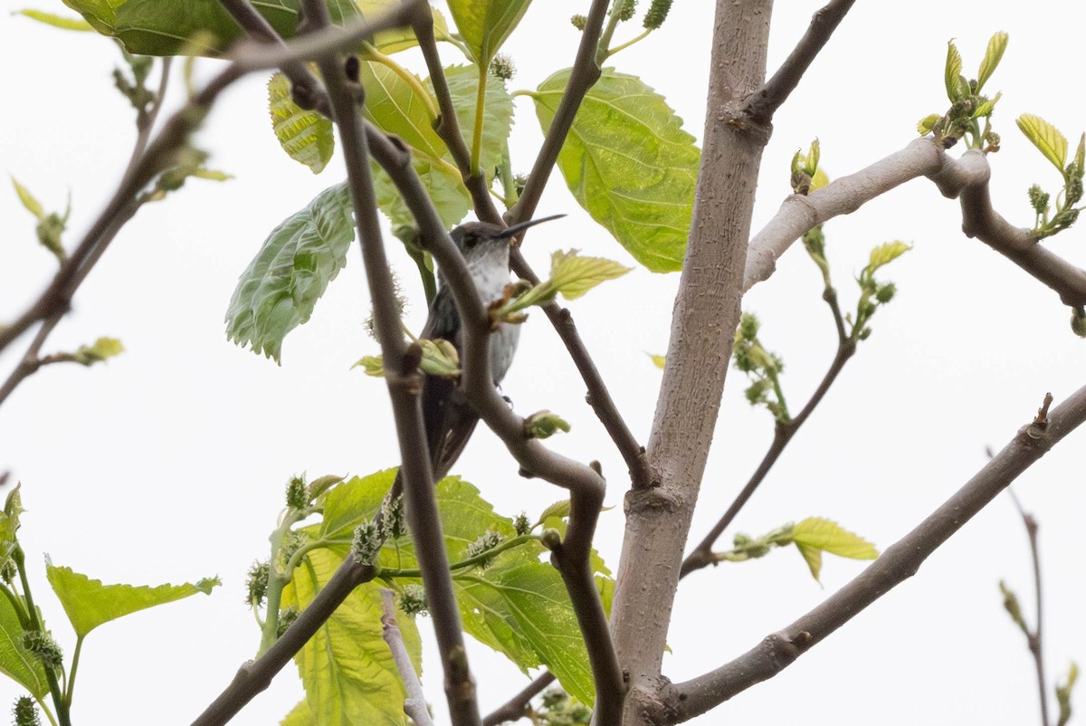 Green-and-white Hummingbird - ML647777149