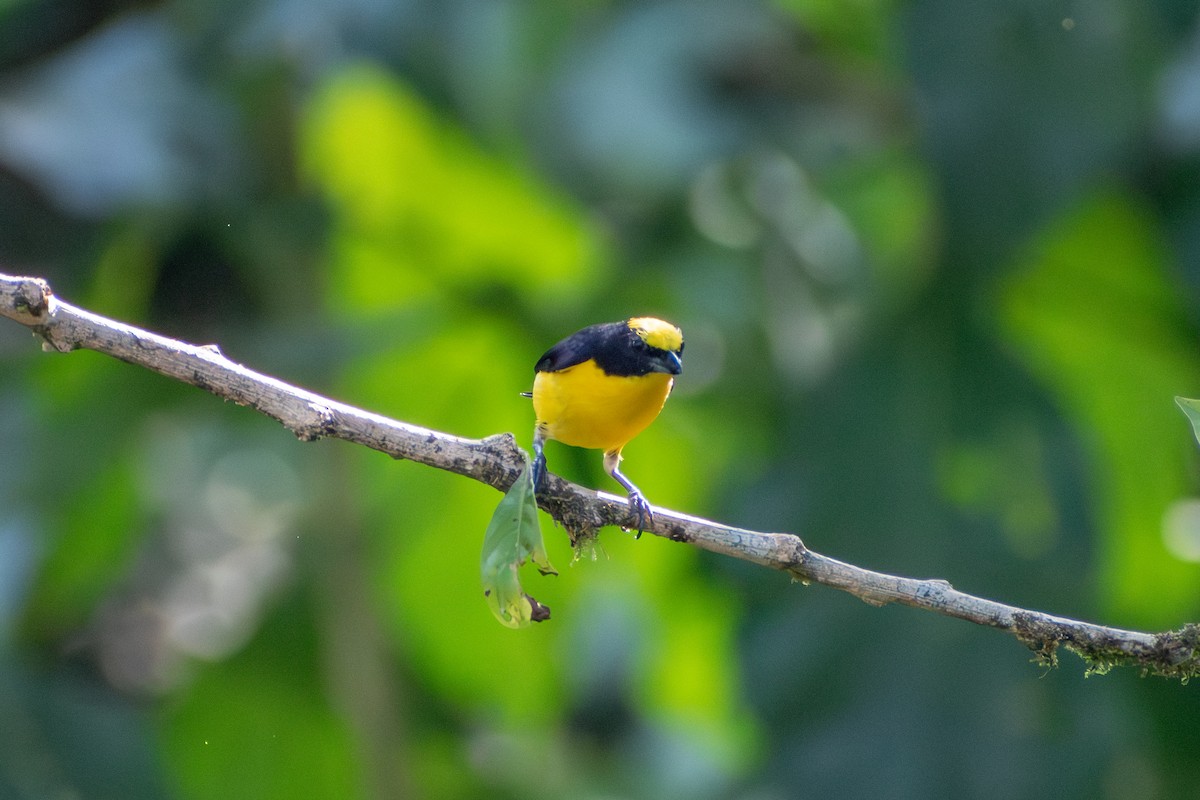 Thick-billed Euphonia (Thick-billed) - ML647777165