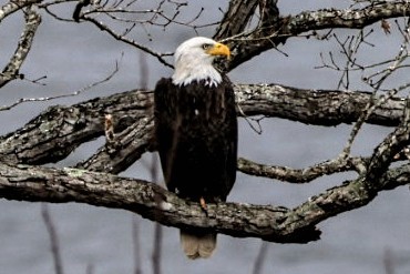 עיטם לבן-ראש - ML647777198