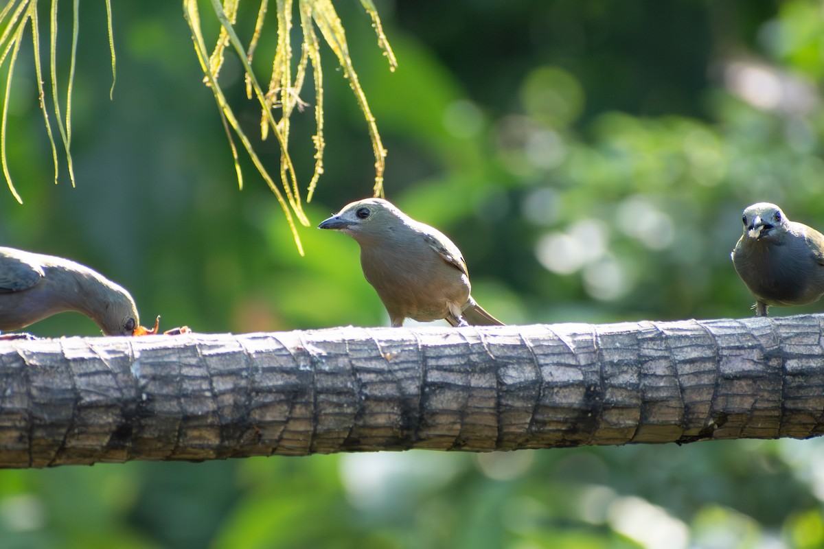Palm Tanager (Violaceous) - ML647777199