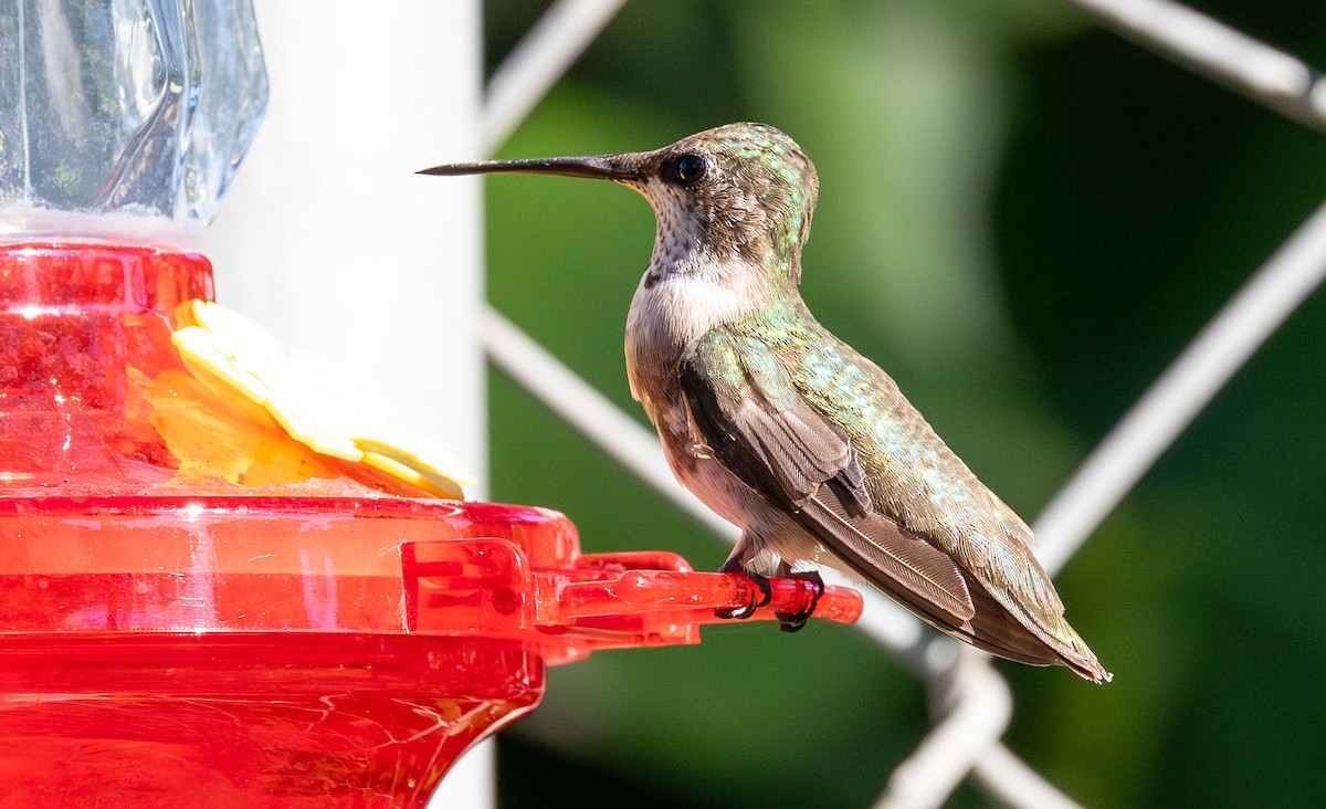 Ruby-throated Hummingbird - ML647777203