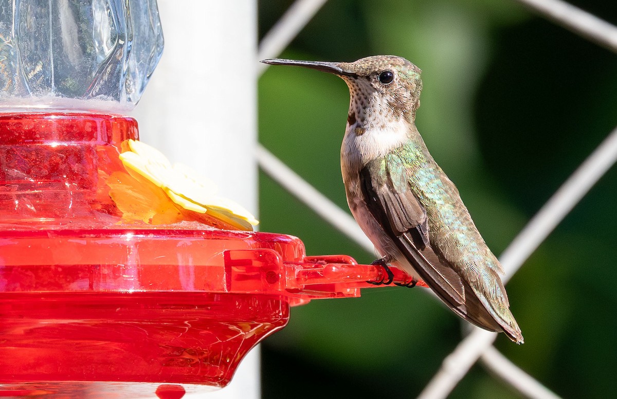 Ruby-throated Hummingbird - ML647777205