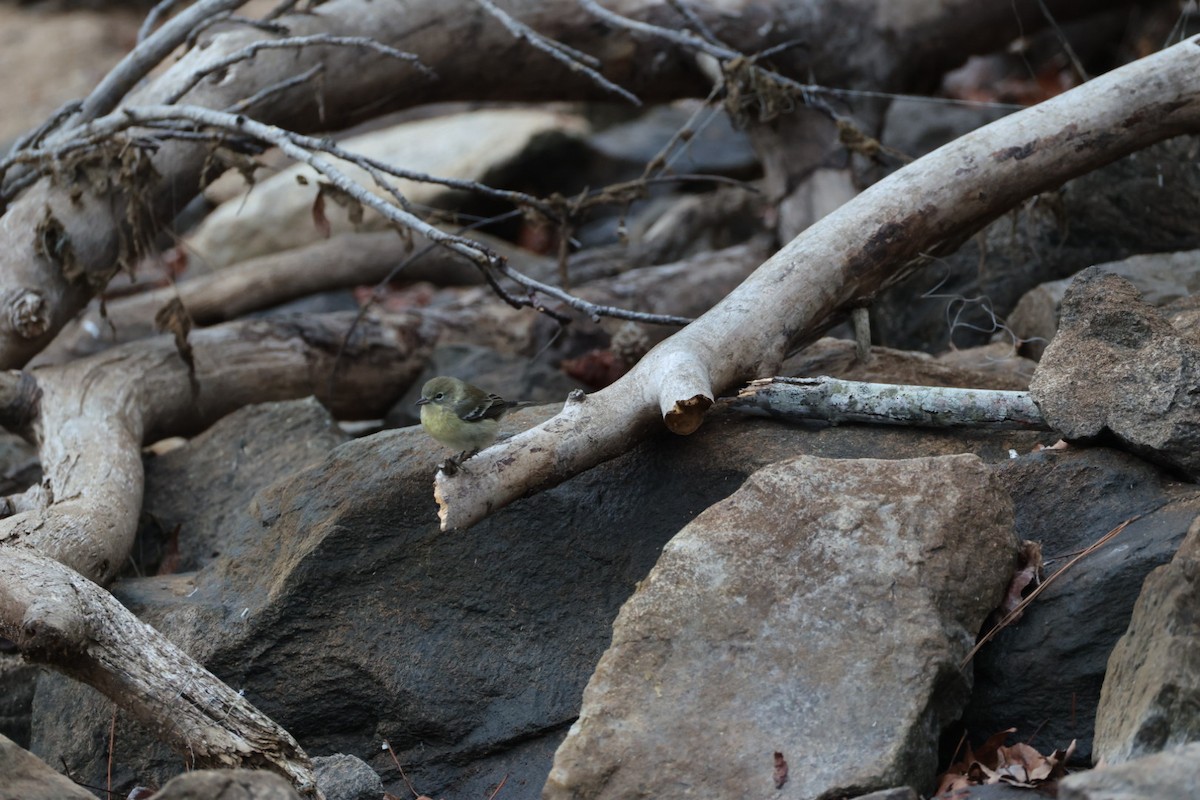 סבכון אורנים - ML647777208