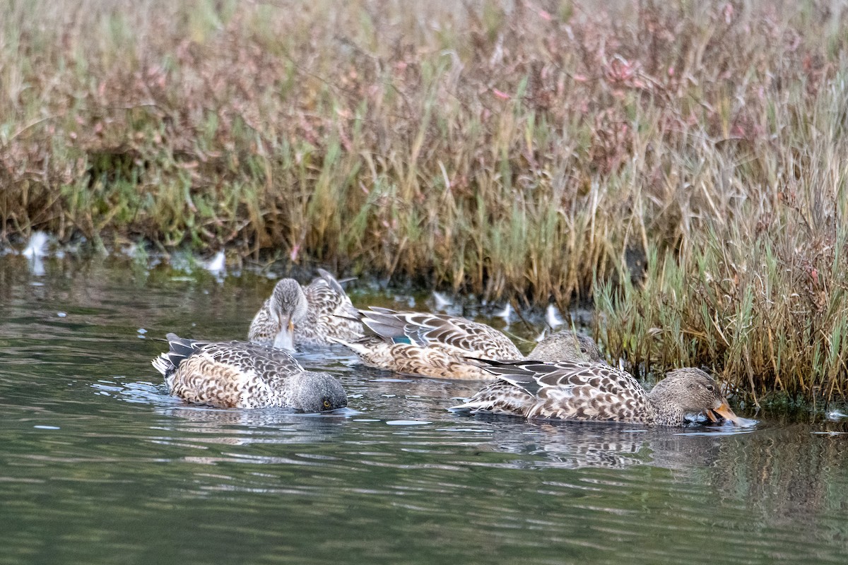 Cuchara Común - ML647777212