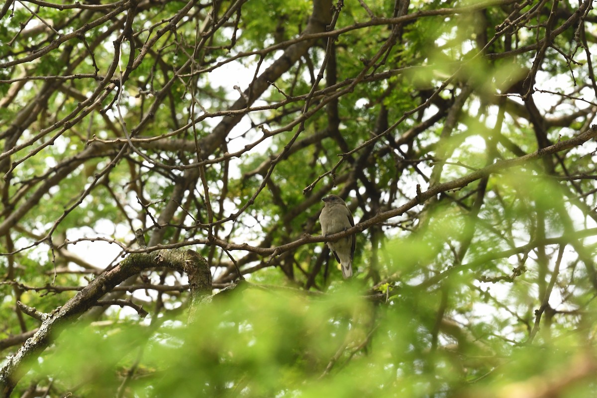 Lesser Honeyguide - ML647777215