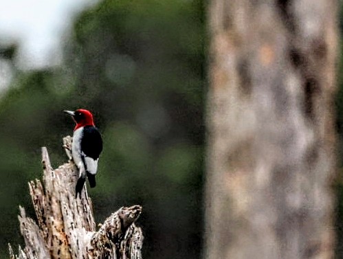 Red-headed Woodpecker - ML647777217