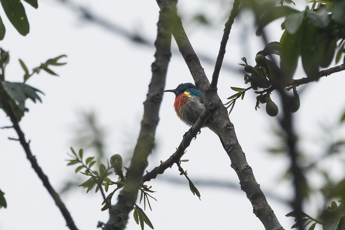 bredbeltesolfugl - ML647777235