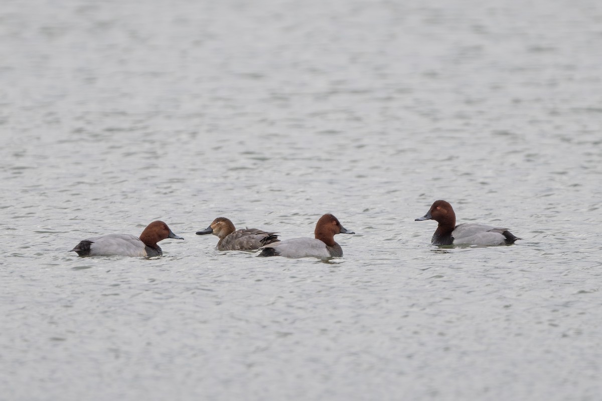 Common Pochard - ML647777279