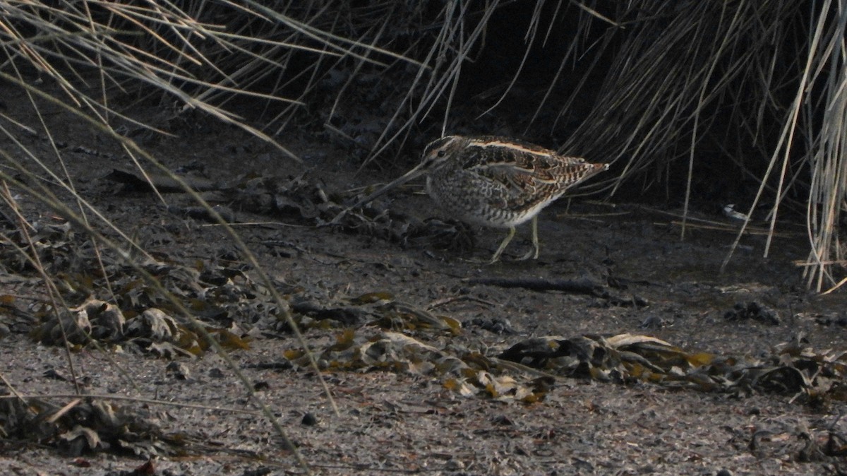 Agachadiza Común - ML647777284