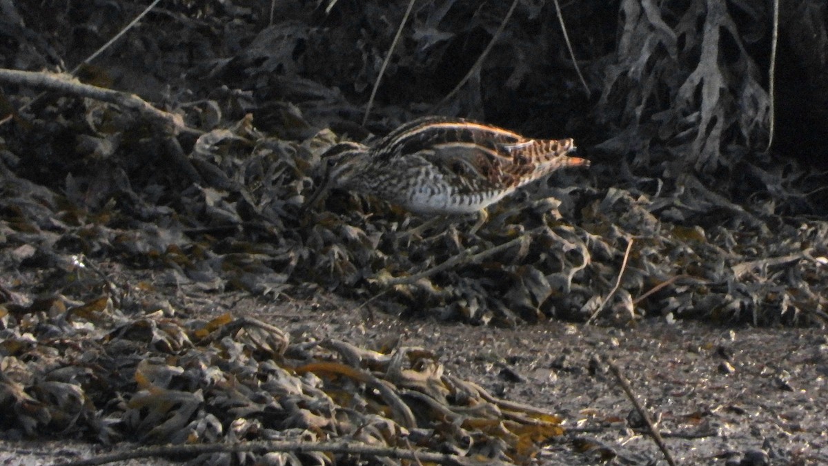 Agachadiza Común - ML647777285