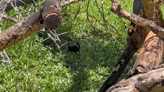 svartrikse - ML647777292