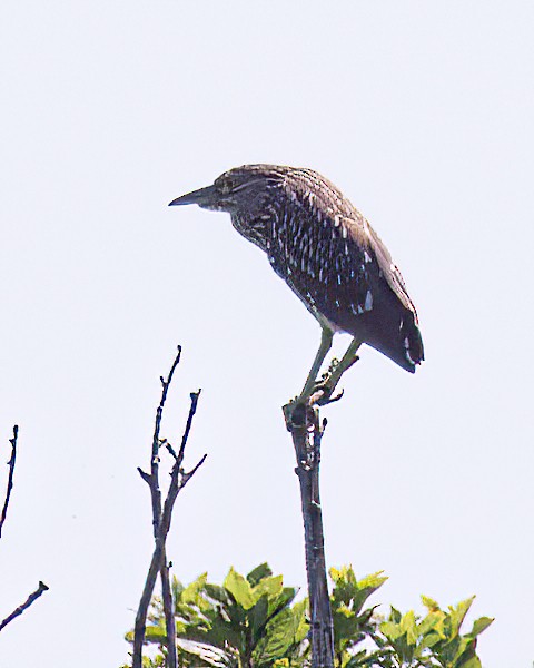 Nitticora - ML647777298