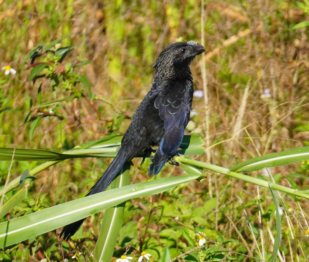 glattnebbani - ML647777383