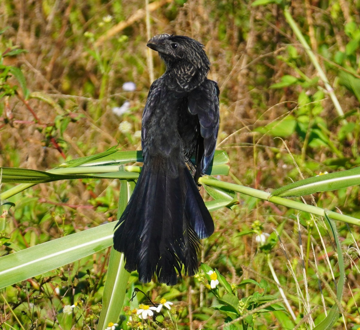 glattnebbani - ML647777384