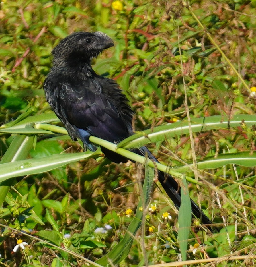 glattnebbani - ML647777385