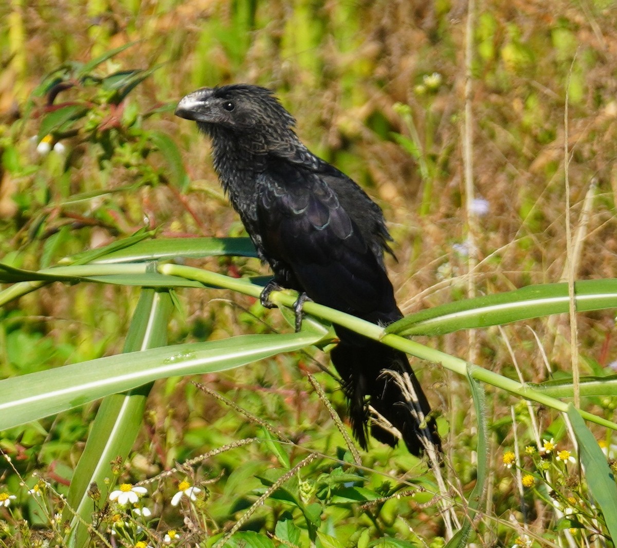 glattnebbani - ML647777386