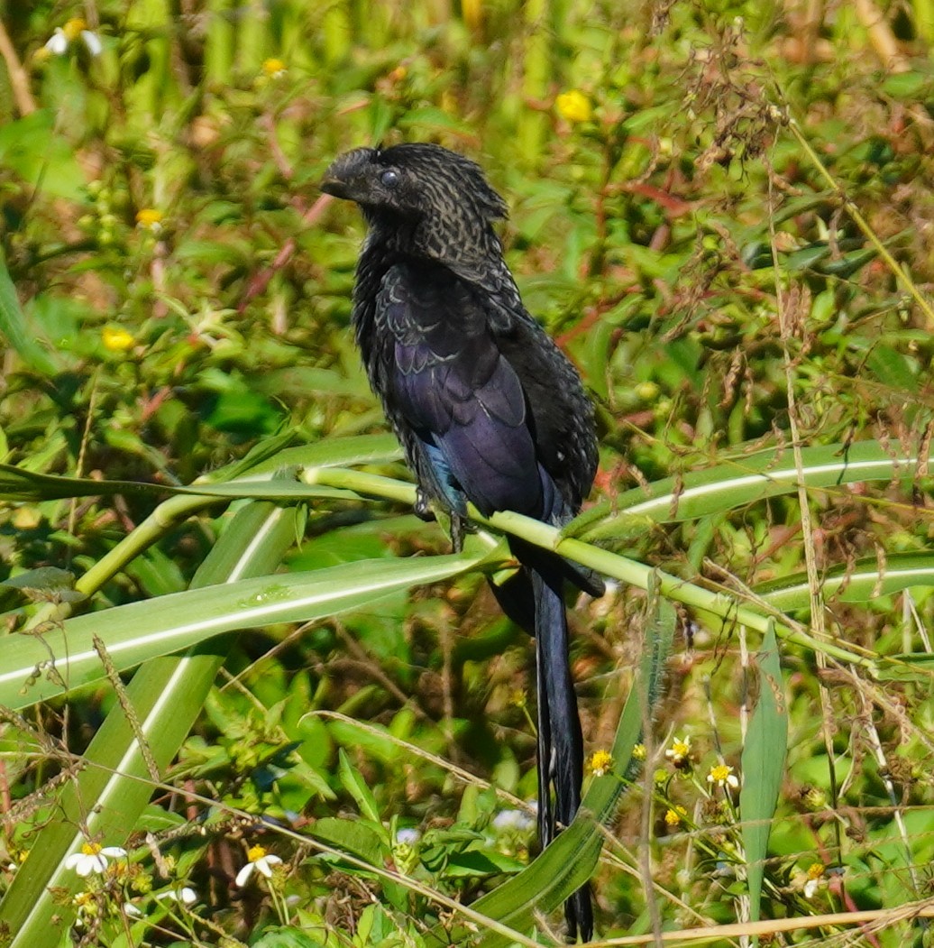 glattnebbani - ML647777387