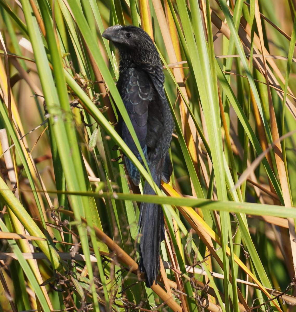 glattnebbani - ML647777388