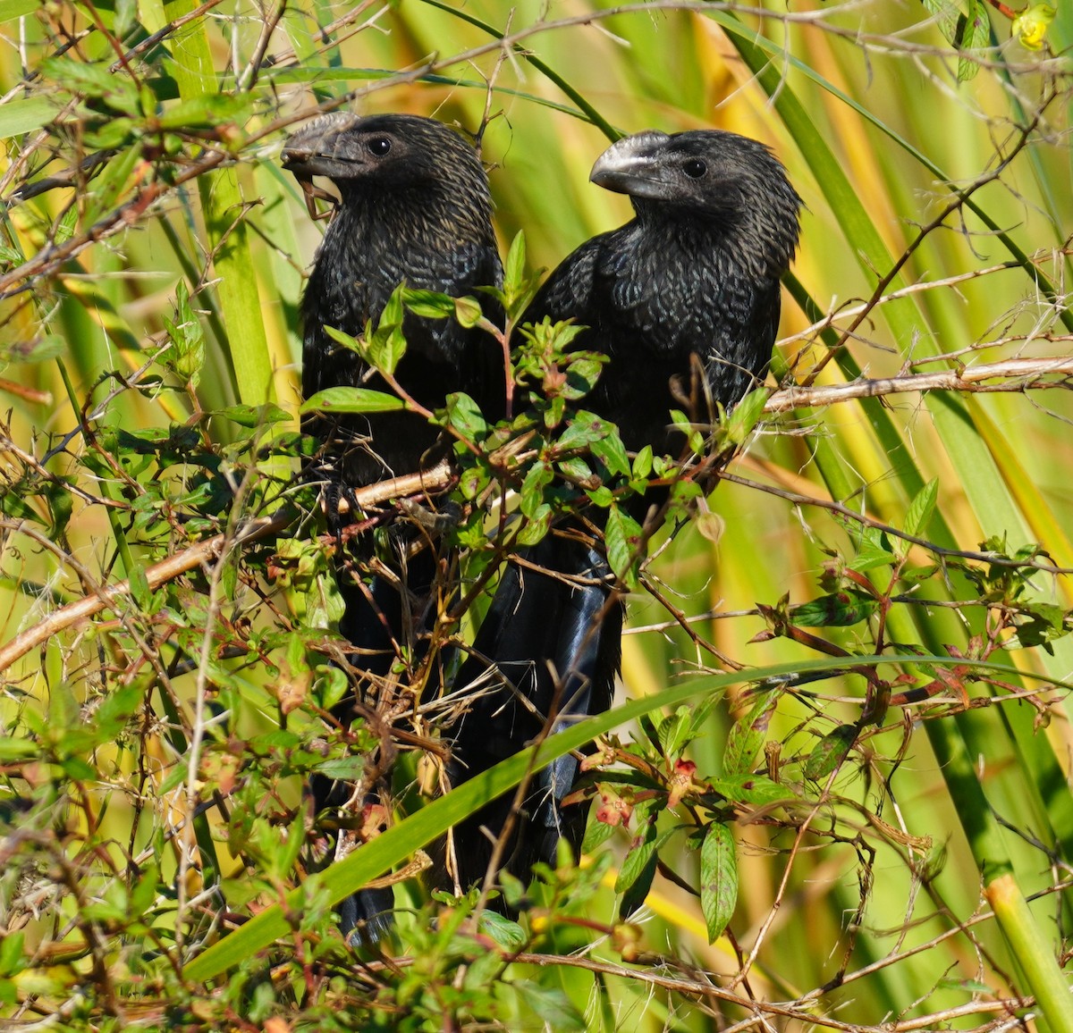 glattnebbani - ML647777389