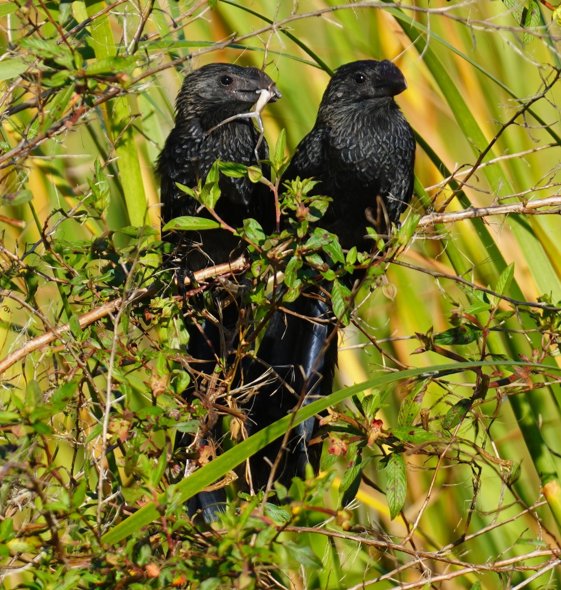 glattnebbani - ML647777390