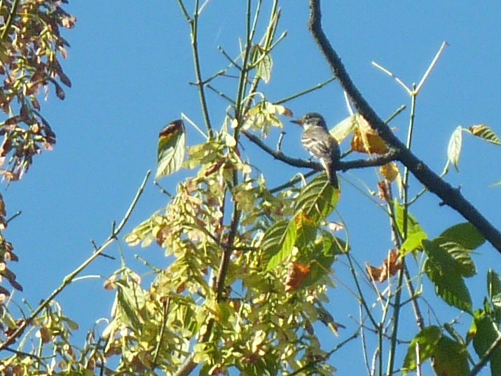 Eastern Wood-Pewee - ML647777474