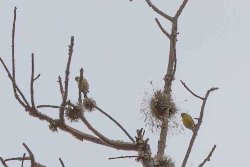 Greenish Yellow-Finch - ML647777477