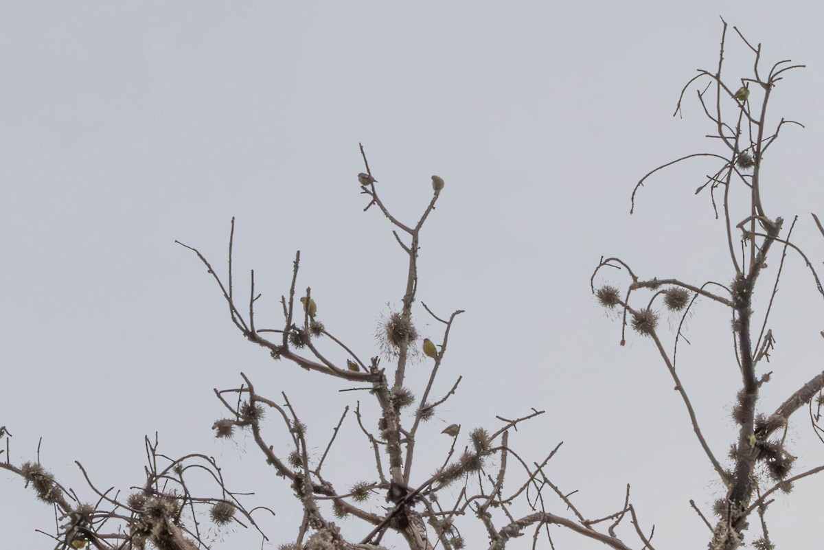 Greenish Yellow-Finch - ML647777478